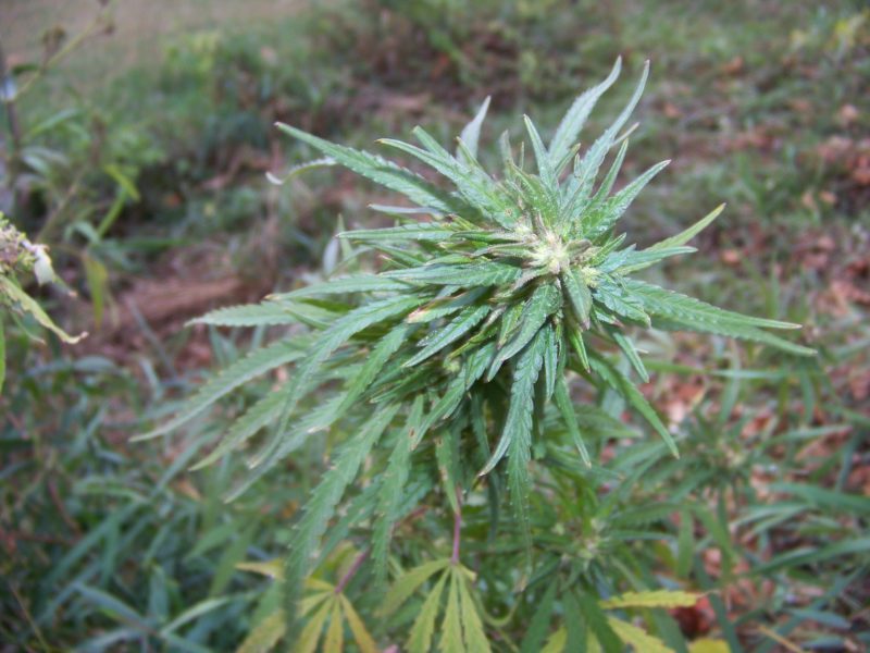 Wisconsin Feral Hemp Cannabis Photographs