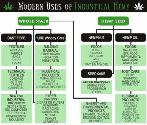 Modern Uses of Hemp Cannabis (Marijuana) Modern Uses of Hemp Cannabis (Marijuana)