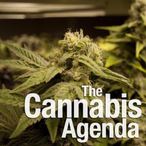 The Cannabis Agenda http://cannabisagenda.com/