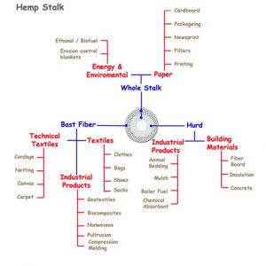 Hemp Stalk picture and diagram