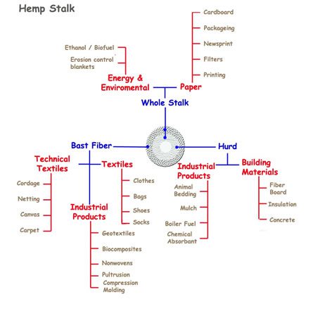 Hemp Stalk picture and diagram Hemp Stalk picture and diagram
