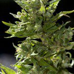 Cannabis