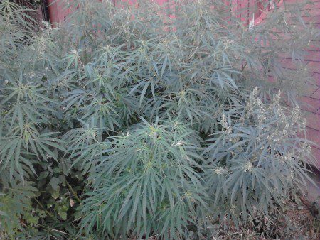 feral hemp 2014 wisconsin