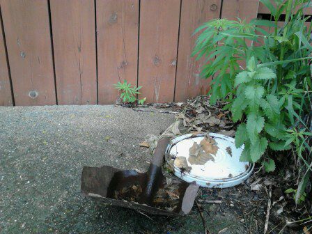 feral hemp cannabis wiscoisin (1)