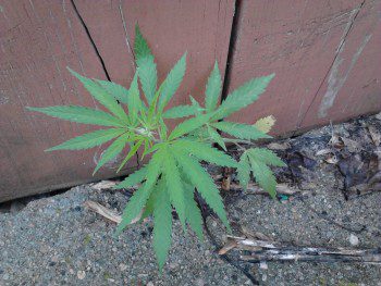 feral hemp cannabis wiscoisin (2)