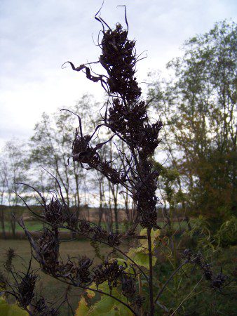 feral-hemp-cannabis-wisconsin-2011 (1)