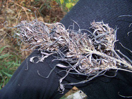 feral-hemp-cannabis-wisconsin-2011 (2)
