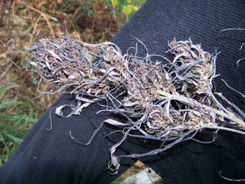 Wisconsin Feral Hemp Cannabis Photographs Jay Selthofner