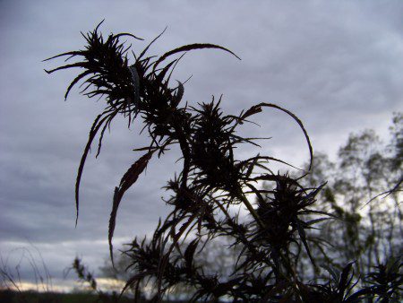 feral-hemp-cannabis-wisconsin-2011 (3)