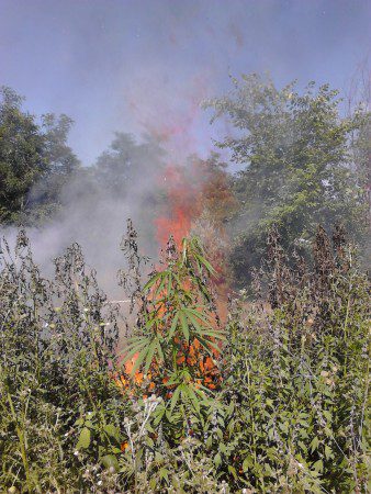 feral wisconsin hemp burn