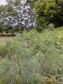 hemp-feral-wild-wisconsin-marijuana-cannabis (1)