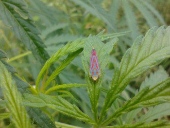 hemp-feral-wild-wisconsin-marijuana-cannabis-bug-flourescent