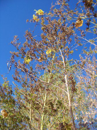 wild-hemp-wisconsin (1)