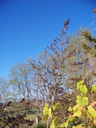 wild-hemp-wisconsin (4)