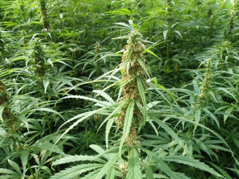 Report: Domestic Hemp Production More Than Doubles In Past Year